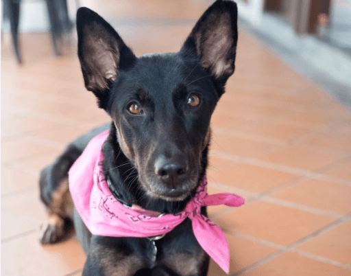 Muffin-Pink-Scarf